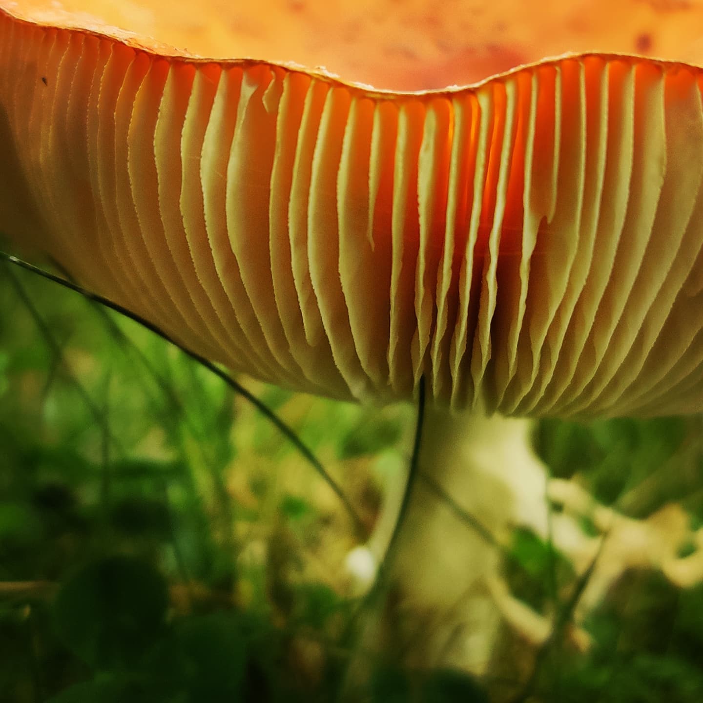 #instagram: i love Fliegenpilze (fly agaric) #mushrooms