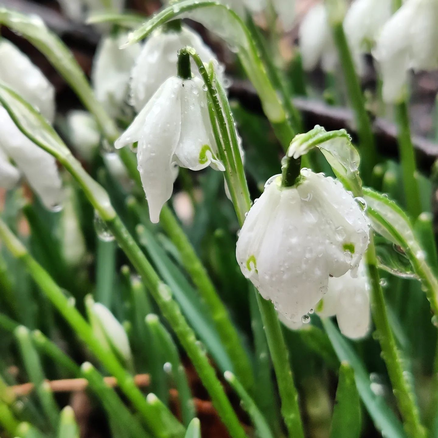 #instagram: There are 20 wild types of snow drops and over 300 of variants